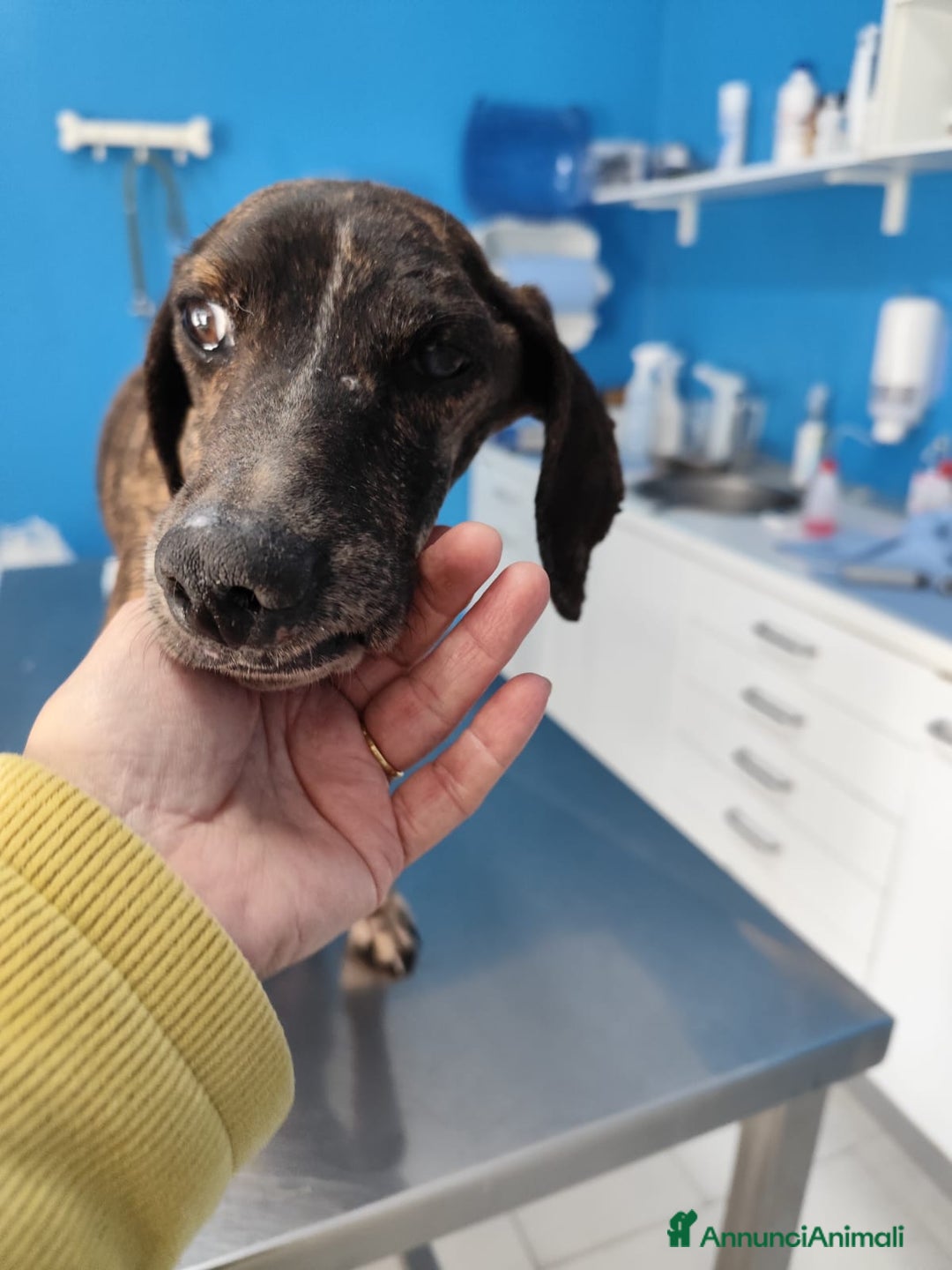 Meticcio cani in regalo: Cannella... adozione del SUPER CUORE ❤️ - Annuncio 12