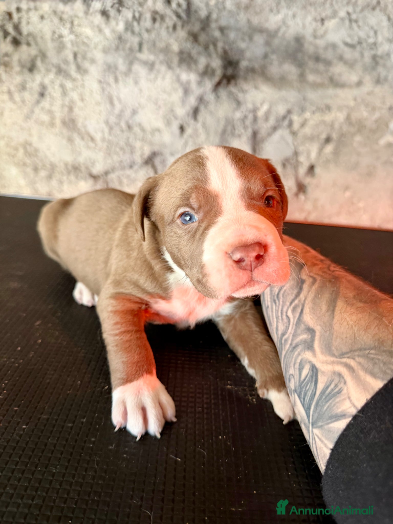 Pitbull cani pitbull ukc black nose red nose blue nose - Annuncio 1