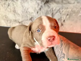 Pitbull cani pitbull ukc black nose red nose blue nose - Annuncio 10