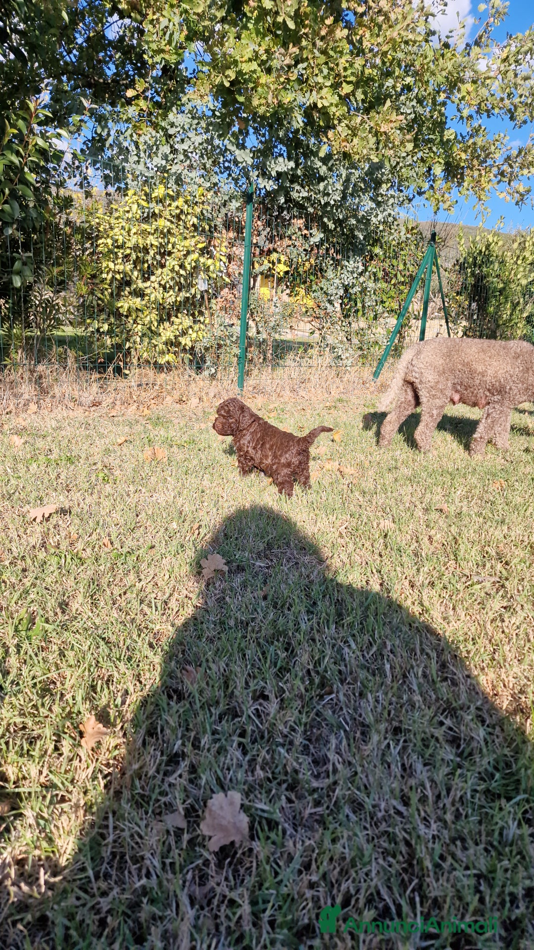 Lagotto cani in vendita: Cuccioli di Lagotto - Annuncio 2