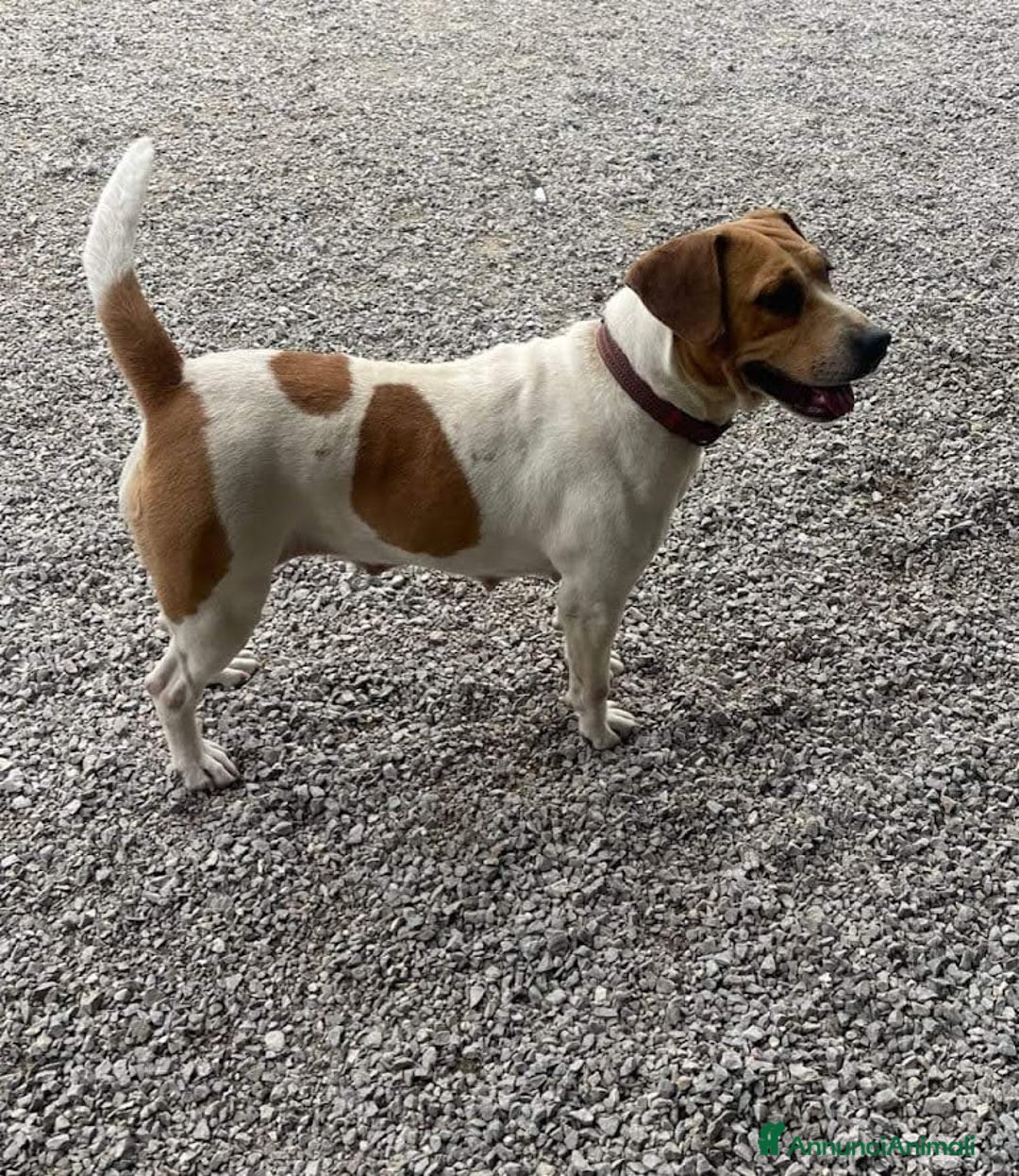 Beagle cani in regalo: 4 anni VENERA, simil beagle - Annuncio 8