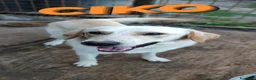 Meticcio cani in regalo: Ciko meraviglioso meticcio Labrador in adozione  a Provincia di Sondrio - Annuncio 5