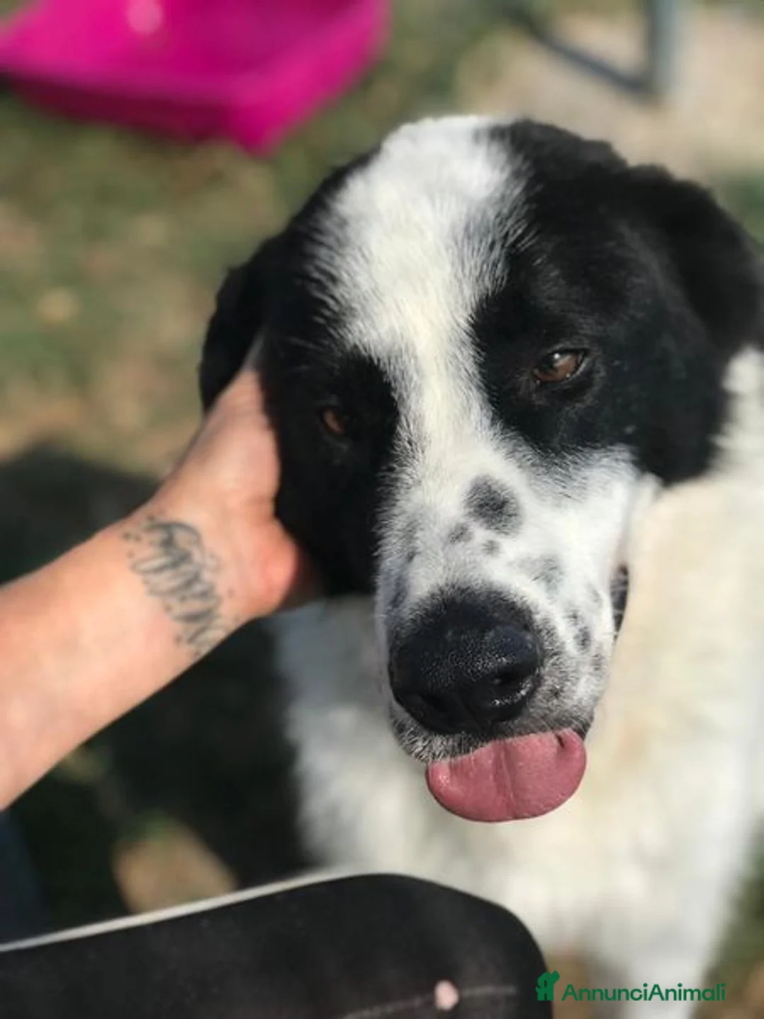 Meticcio cani in regalo: BUFFALO, CHE TIPO SIMPATICO a Provincia di Latina - Annuncio 8