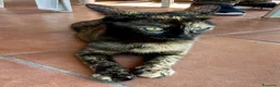 Europeo gatti in regalo: Gattino nero 2 mesi  - Annuncio 2