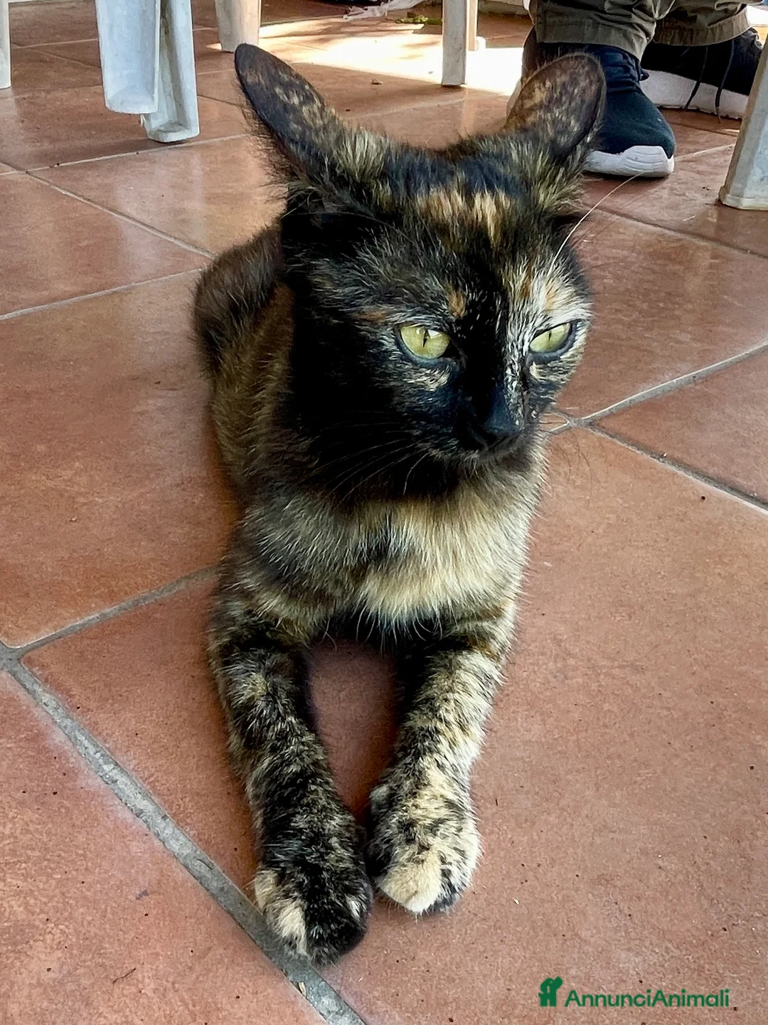Europeo gatti in regalo: Gattino nero 2 mesi  - Annuncio 2
