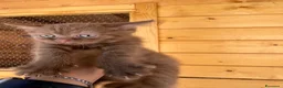 British gatti in vendita: British Cinnamon  - Annuncio 3