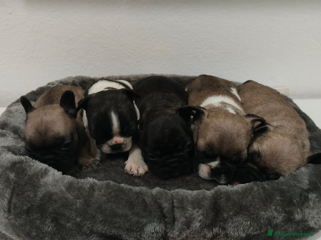 Immagine della galleria {{count}}