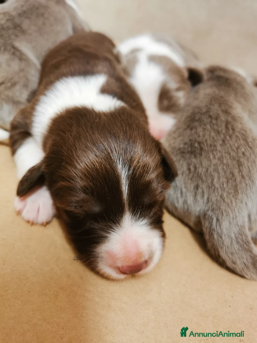 Bearded Collie cani in vendita: Bearded Collie cuccioli  - Annuncio 1