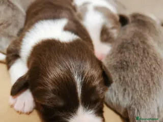 Bearded Collie cani Bearded Collie cuccioli - Annuncio 7