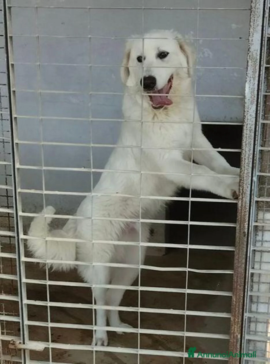 Pastore Abbruzzese Maremmano cani in regalo: JERRY dolce e simpatico! a Provincia di Padova - Annuncio 2