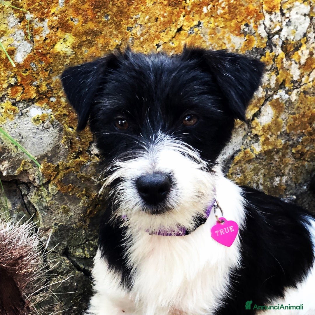 Immagine della galleria {{count}}