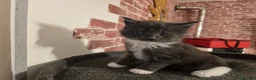 Maine Coon gatti in vendita: Cuccioli Maine Coon linea Russa a Ente di decentramento regionale di Udine - Annuncio 4