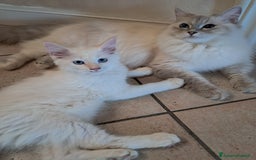 Siberiano gatti in vendita: Cucciolo siberiano neva  a Provincia di Brescia - Immagine 6