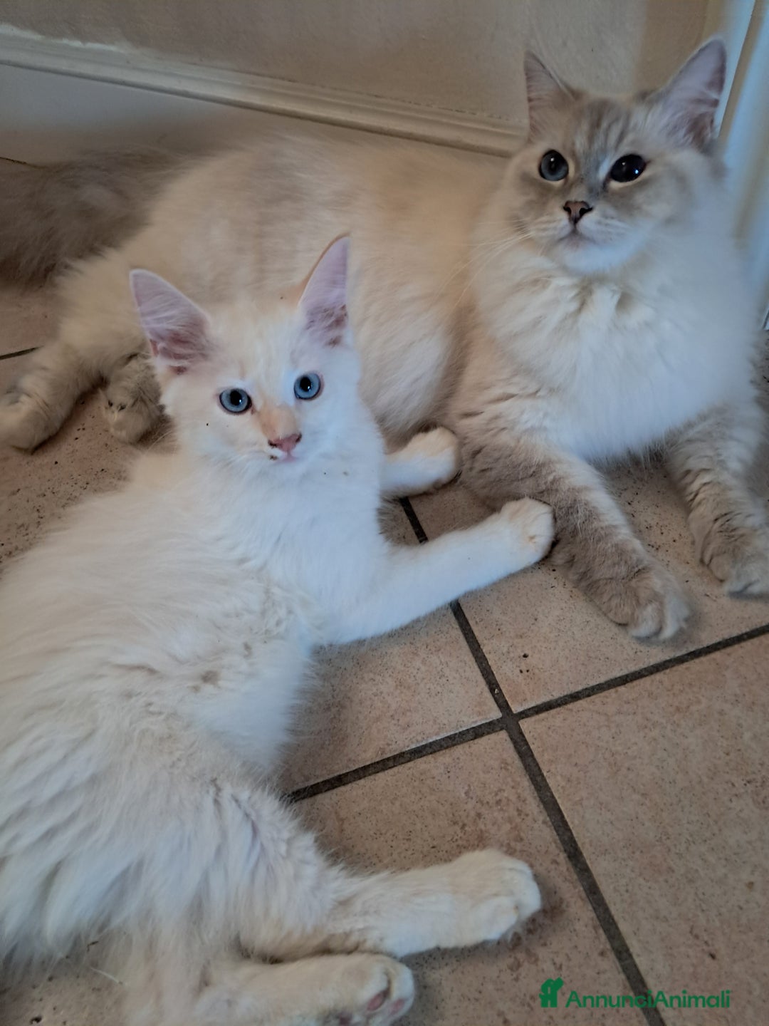 Siberiano gatti in vendita: Cucciolo siberiano neva  a Provincia di Brescia - Immagine 6
