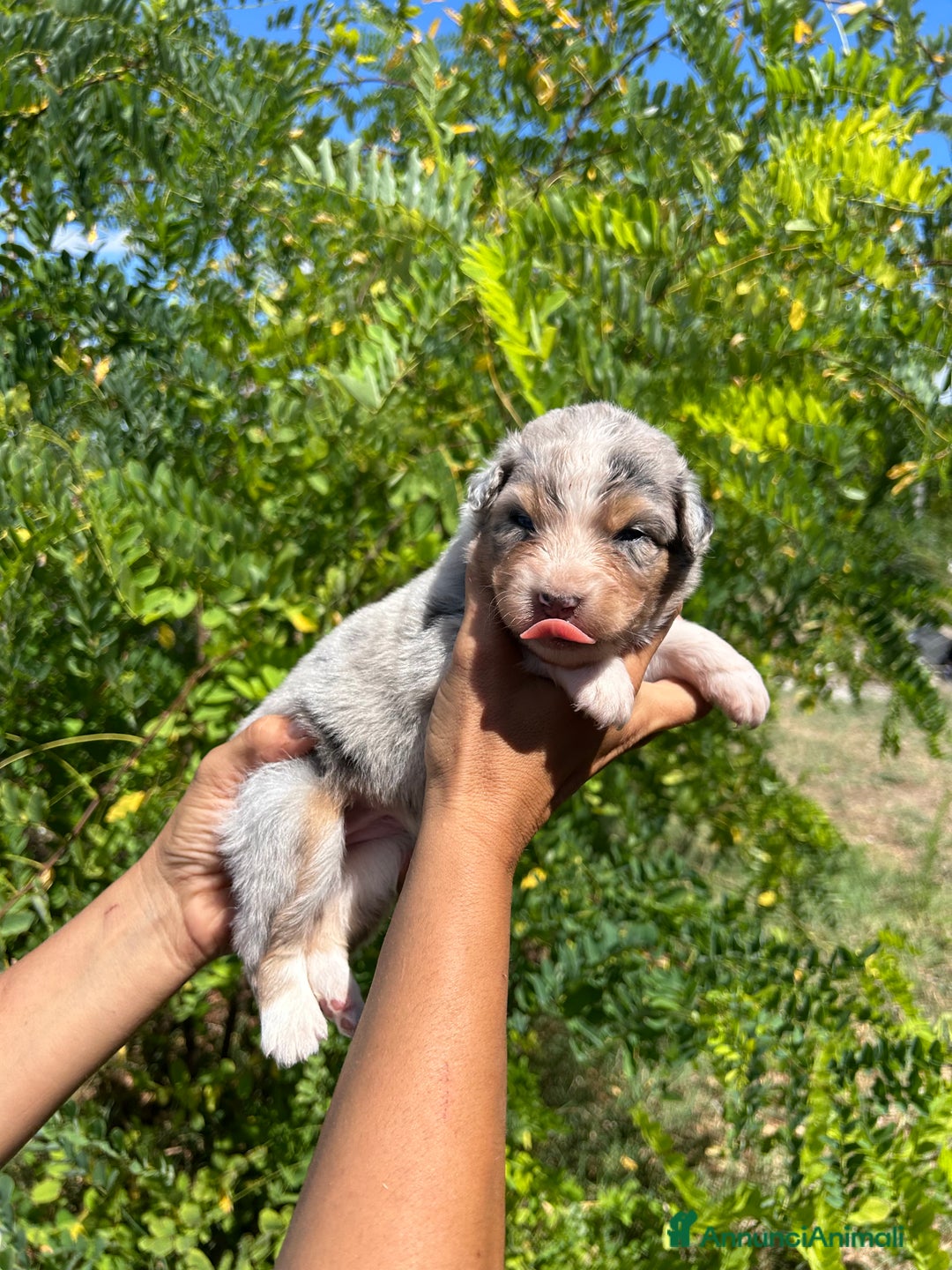 Australian Shepherd cani in vendita: 4 cuccioli pronti a settembre  a Città Metropolitana di Bologna - Immagine 4