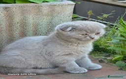 British gatti in vendita: British a Provincia di Biella - Immagine 9