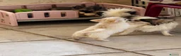 Chihuahua cani in vendita: Chihuahua maschio pelo lungo - Annuncio 6
