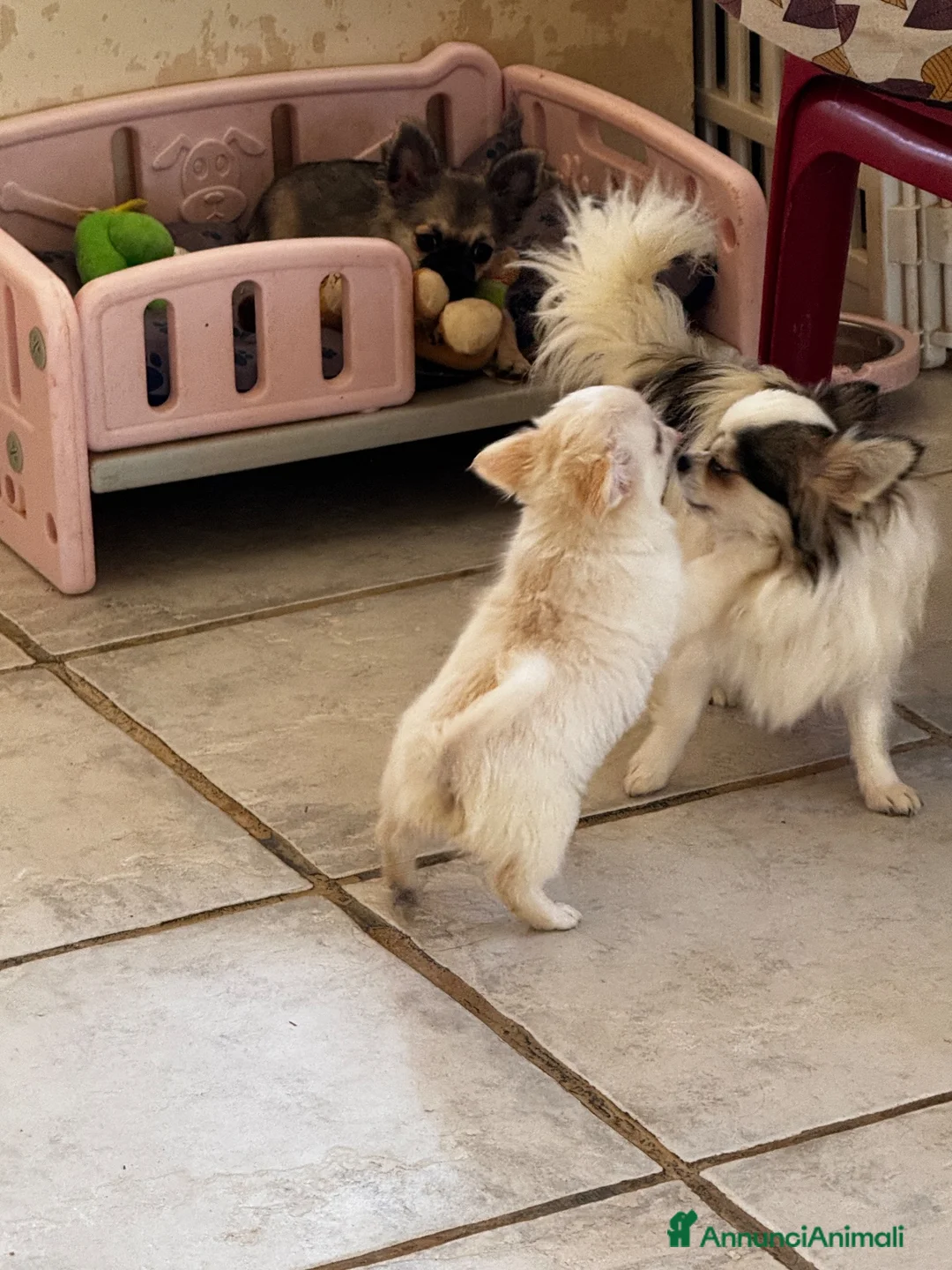 Chihuahua cani in vendita: Chihuahua maschio pelo lungo - Annuncio 6