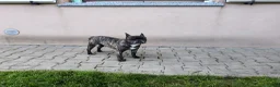 Bulldog Francese cani in vendita: Bulldog francese sterilizzata  - Annuncio 3