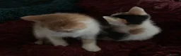 Europeo gatti in regalo: Gattini per adozione  - Annuncio 6