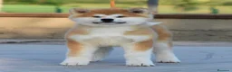 Akita Inu cani in vendita: Cucciolo Akita inu (Top Selection) a Città metropolitana di Roma Capitale - Annuncio 5