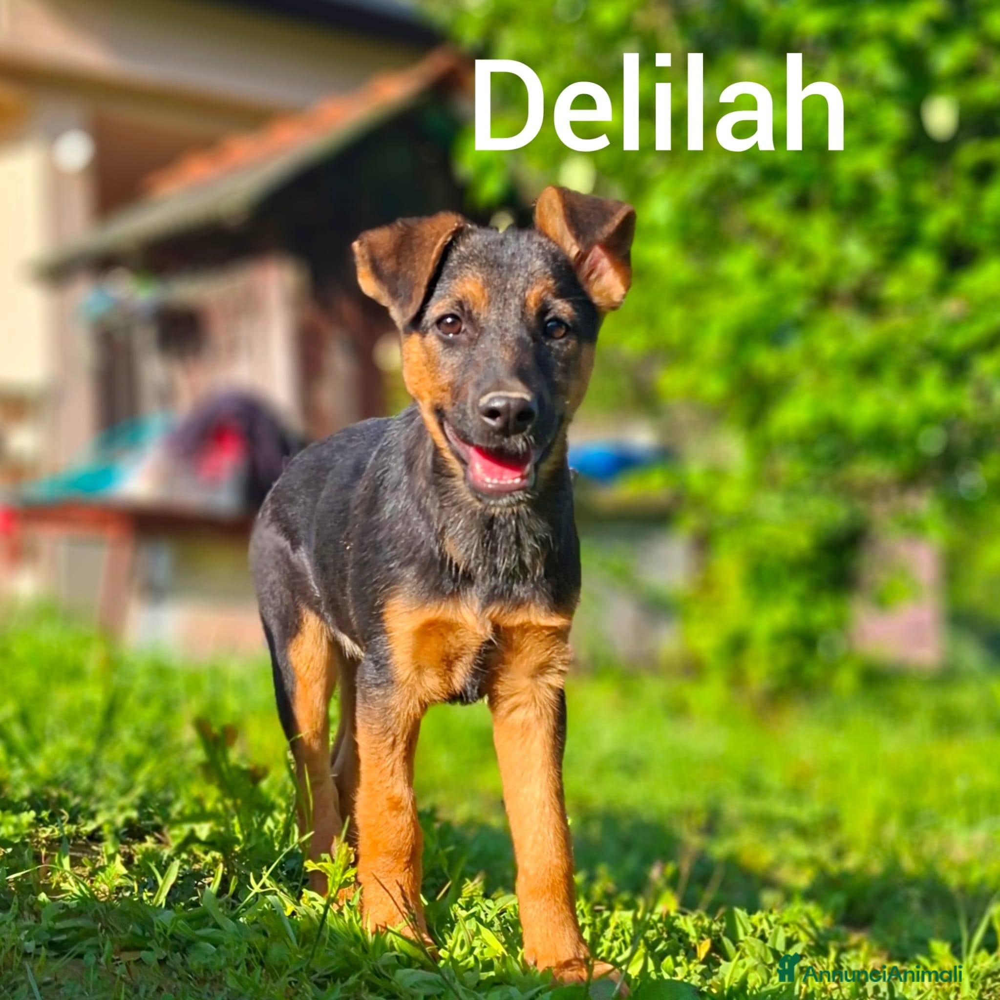 Meticcio cani in regalo: 8 CUCCIOLI CERCANO AMORE! Tg media, dolcissimi! - Annuncio 7
