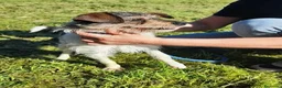 Jack Russell cani in regalo: All Star - Annuncio 7