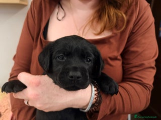 Labrador cani Labrador Retriever neri e gialli - Annuncio 30