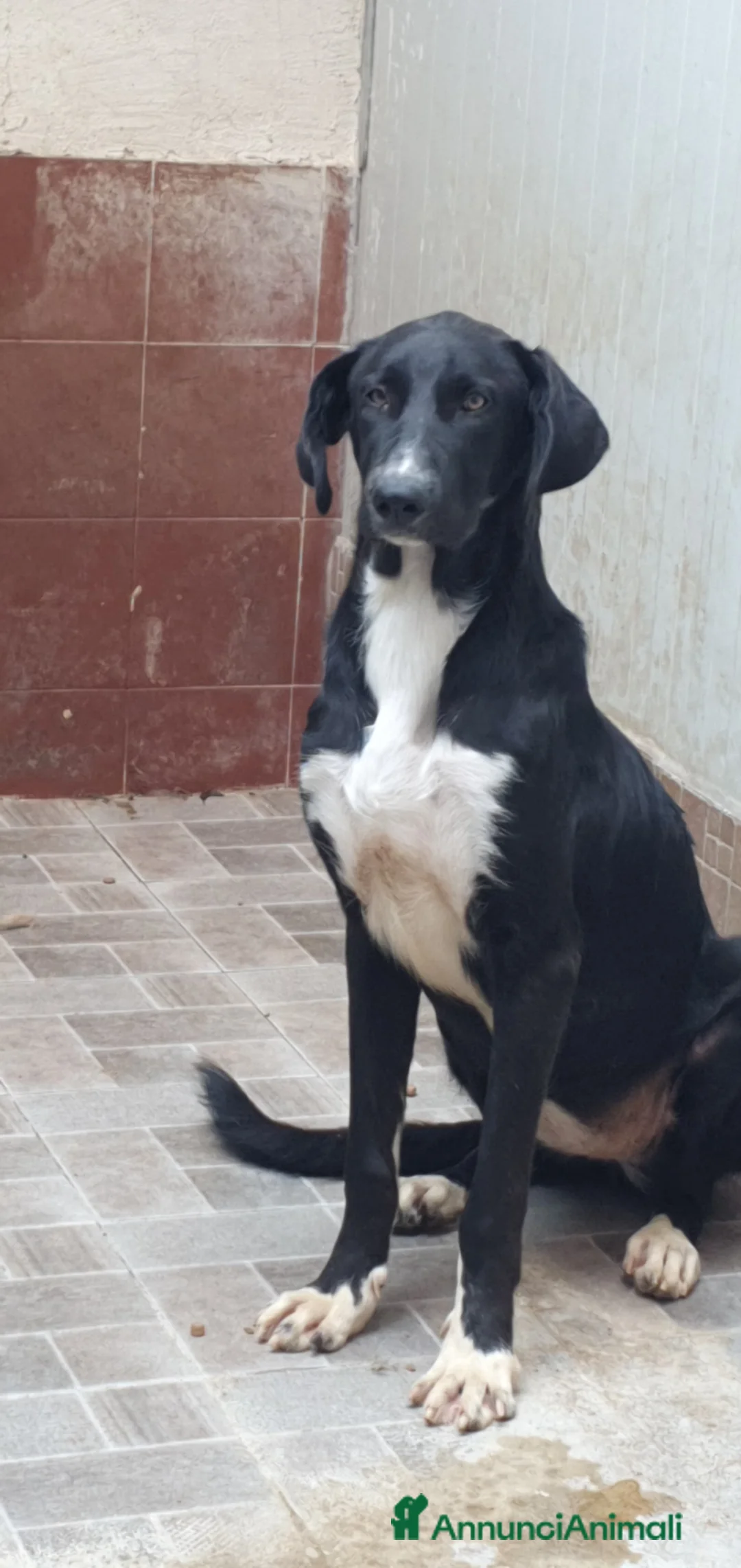 Meticcio cani in regalo: Matilde in canile a Provincia di Rovigo - Annuncio 4