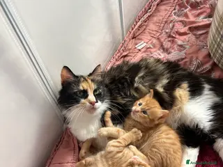 Meticcio gatti 🧡 ARES & EROS cercano casa..ma solo insieme 🧡 - Annuncio 20