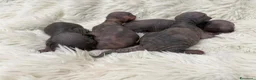 Sphynx gatti in vendita: Sphynx o gatto nudo - Annuncio 7