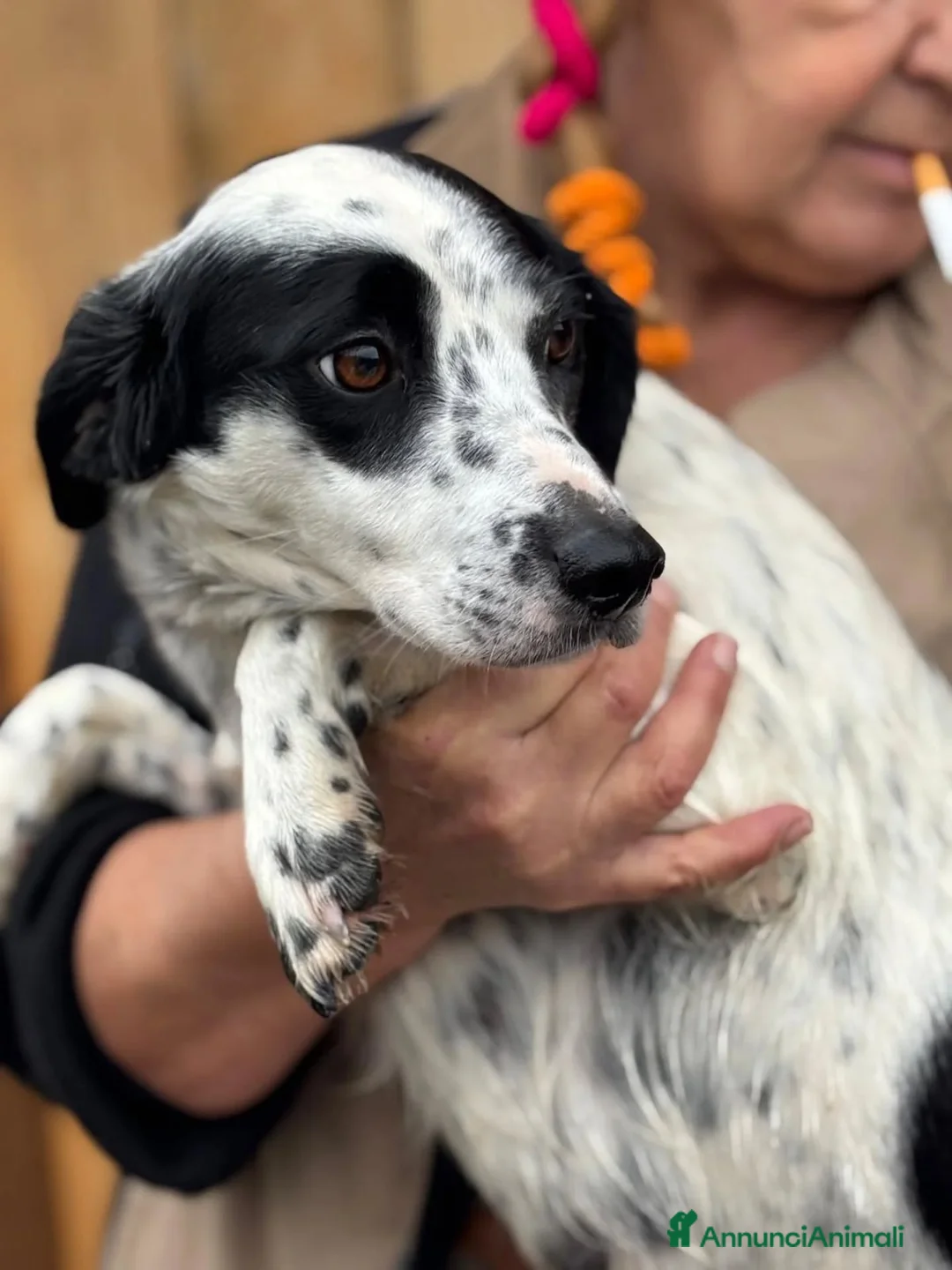 Meticcio cani in regalo: TERESA dolce cagnolina 1 anno cerca adozione  - Annuncio 4