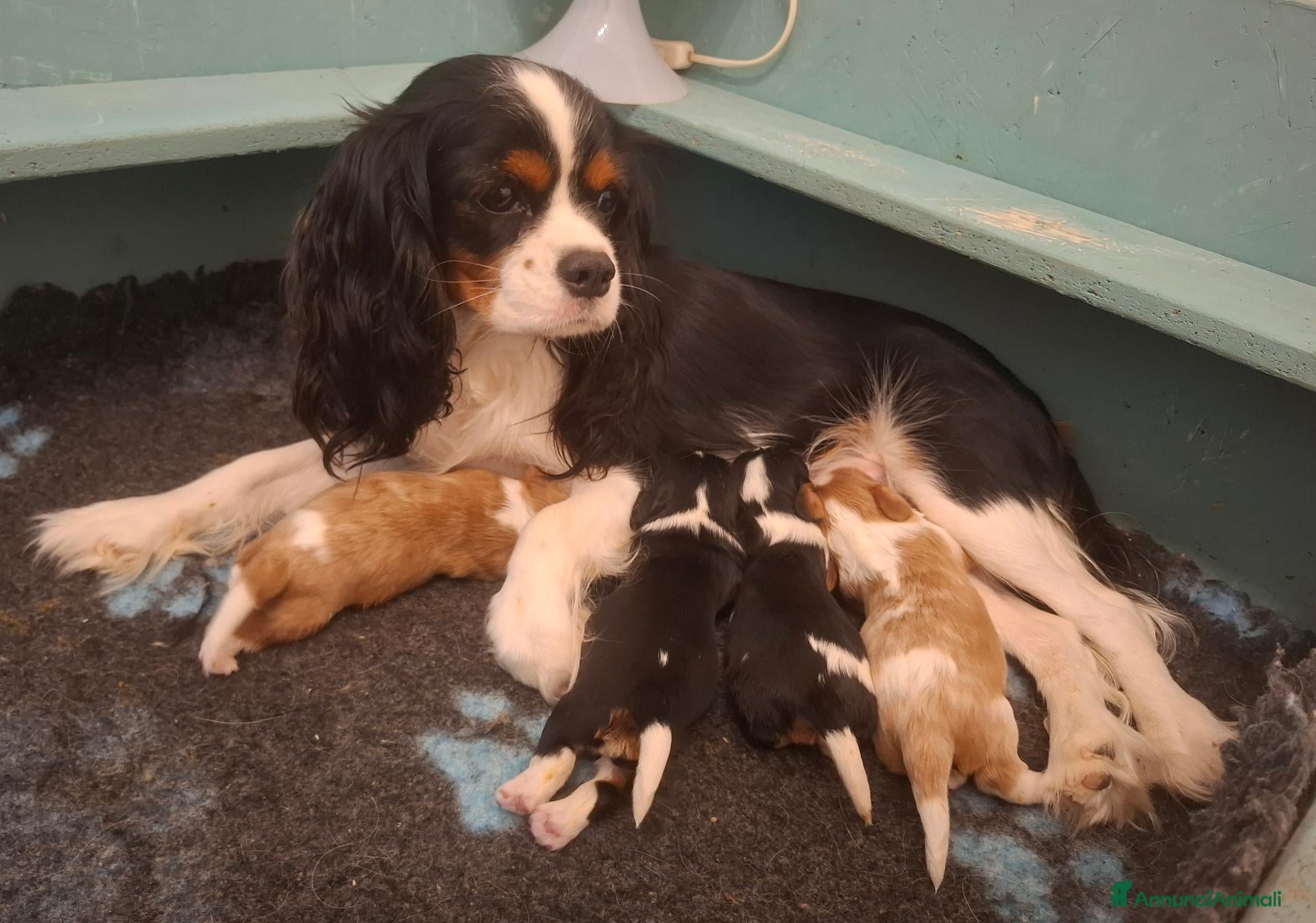 Cavalier King cani Cuccioli di Cavalier King pedigree ed affisso Enci - Annuncio 1