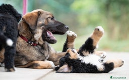 Bovaro del Bernese cani in vendita: Bernerdok's Aunts Cuccioli Y a Città Metropolitana di Torino - Immagine 10