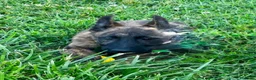 Pastore Olandese cani in vendita: Cuccioli di pastore olandese con pedigree - Annuncio 11