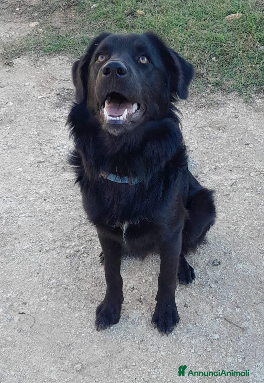 Meticcio cani in regalo: LUCIO MIX LABRADOR/BORDER COLLIE - Annuncio 1