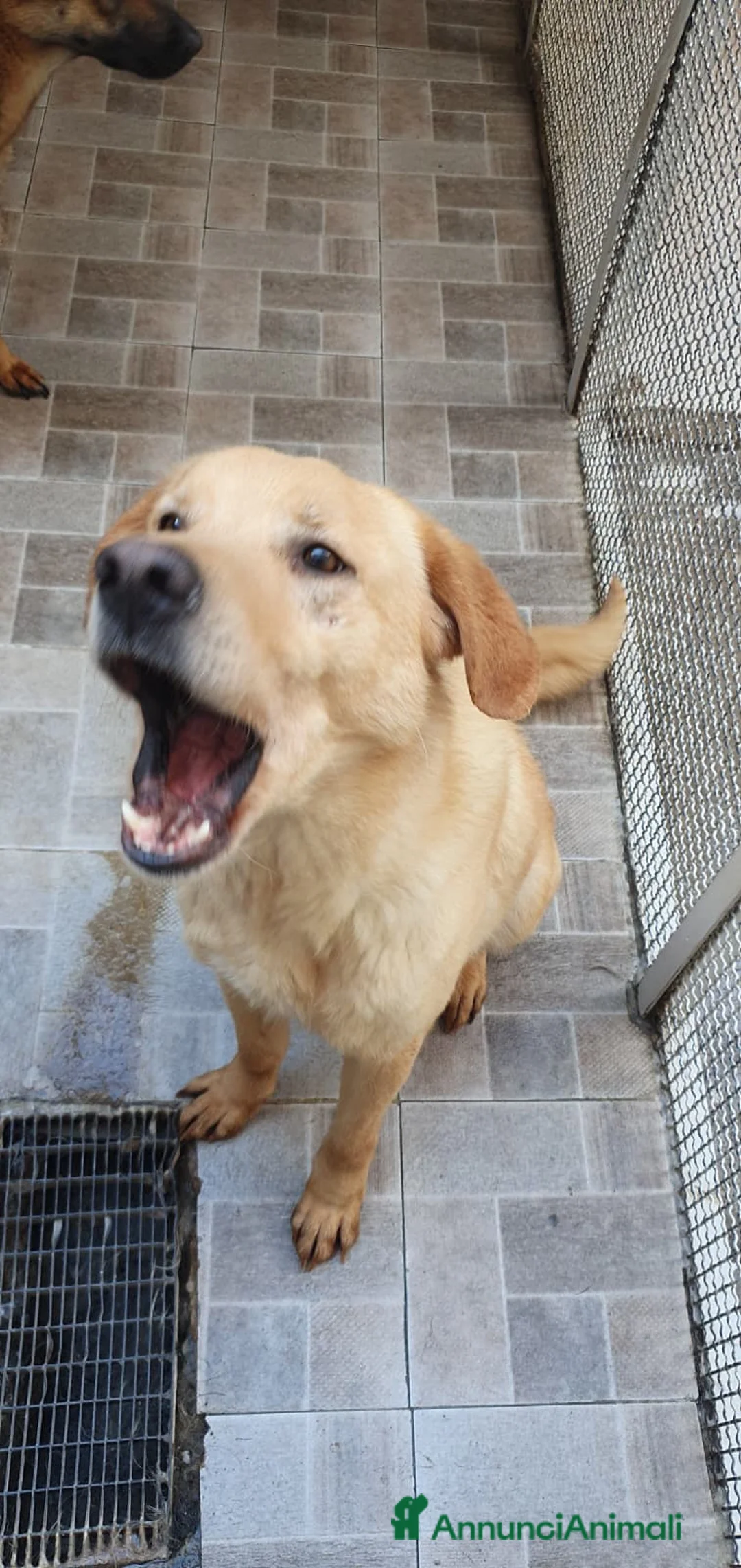 Labrador cani in regalo: Billy, labrador in canile - Annuncio 2