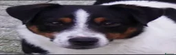 Jack Russell cani per accoppiamento: Jack Russell terrier  - Annuncio 3