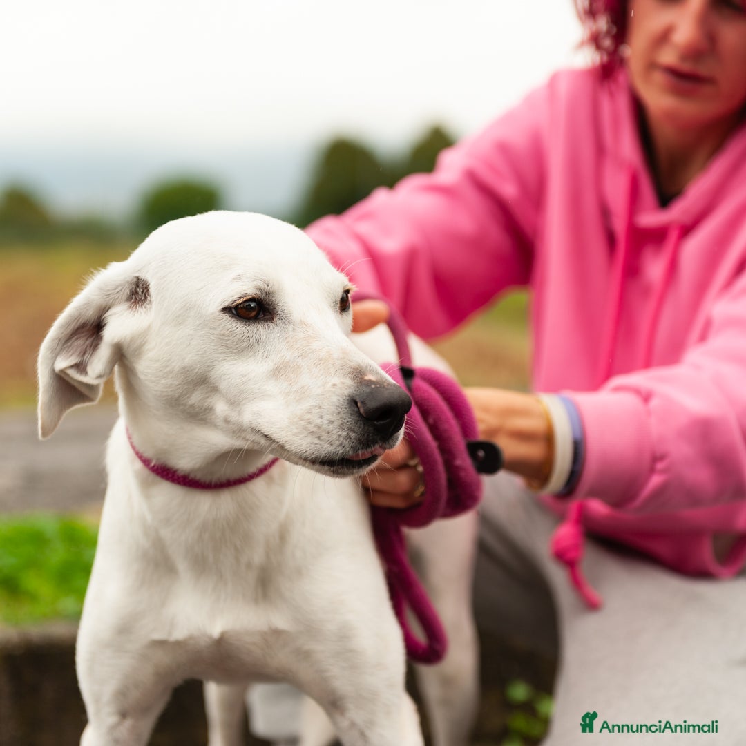 Altre razze cani in regalo: tommy  - Immagine 3