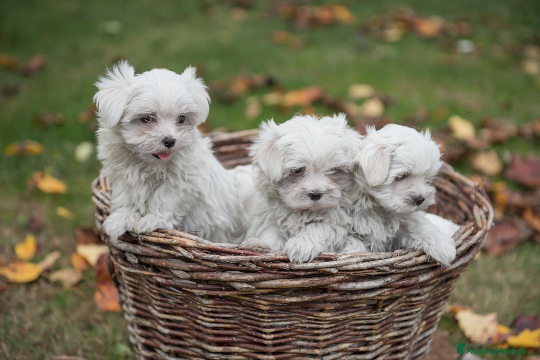 Maltese cani in vendita: Maltesi con Pedigree a Città Metropolitana di Venezia - Annuncio 4