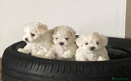 Maltese cani in vendita: Maltese toy - Immagine 2
