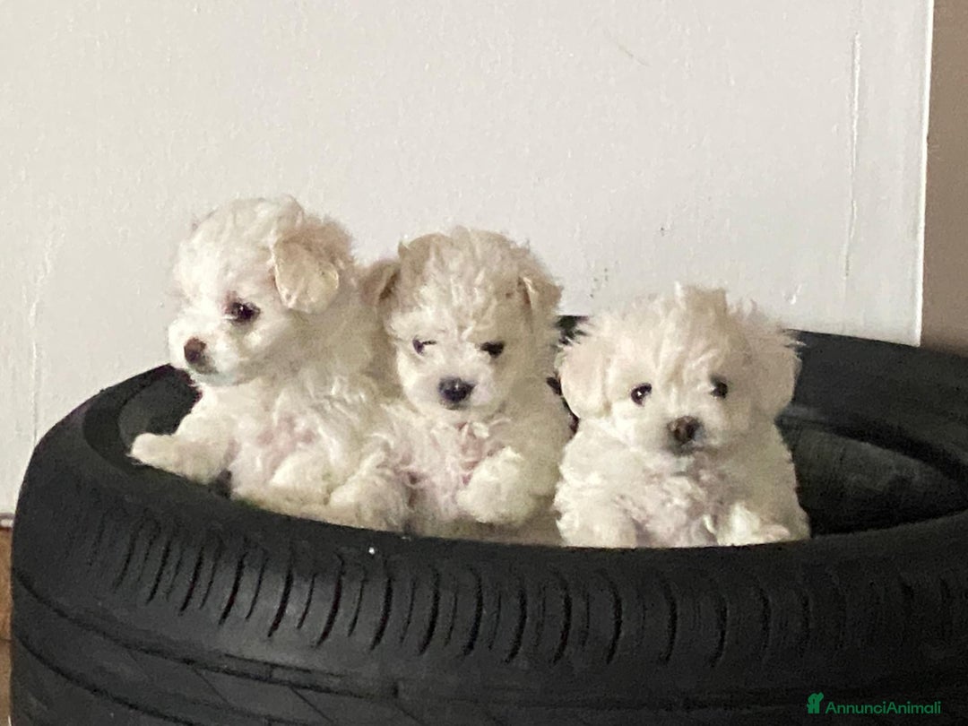Maltese cani in vendita: Maltese toy - Immagine 2