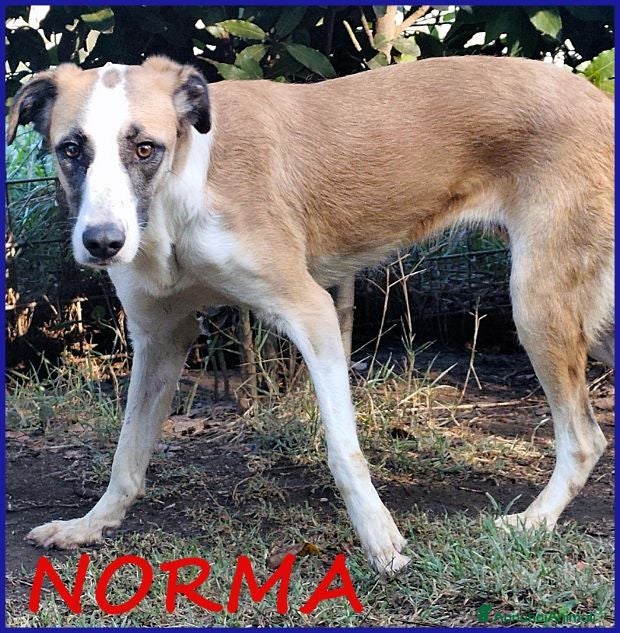 Meticcio cani NORMA giovane timidina - Annuncio 2