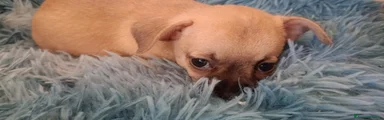 Chihuahua 3
