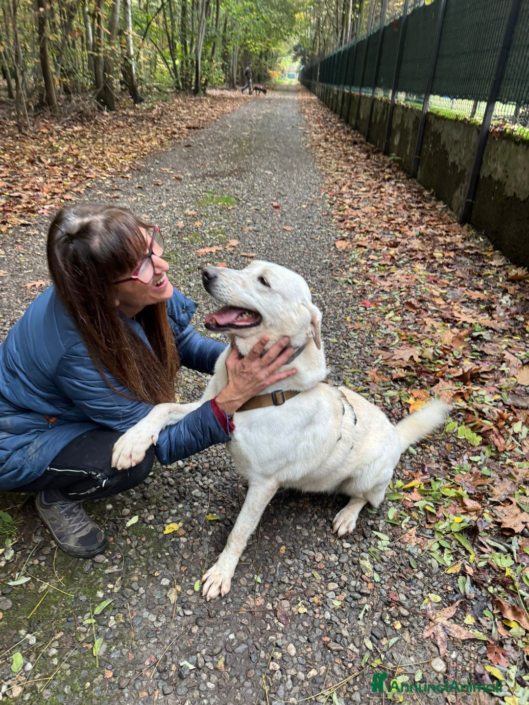 Labrador cani in regalo: Splendida Labrador Easy - Annuncio 5