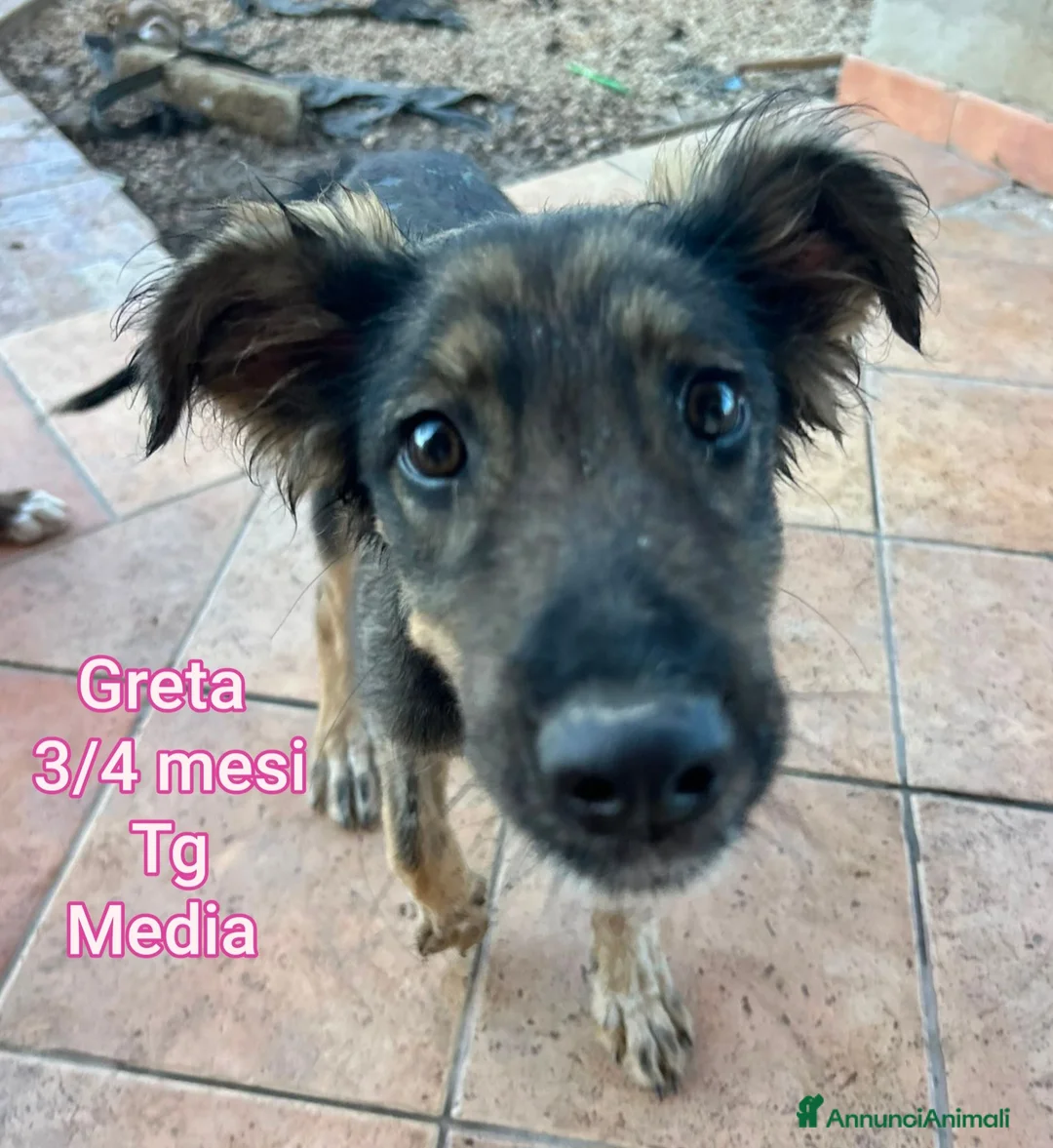 Meticcio cani in regalo: Cuccioli in cerca di famiglie  a Provincia di Prato - Annuncio 10