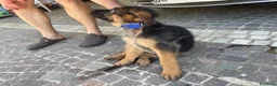 Pastore Tedesco cani in vendita: Cuccioli da esposizione  - Annuncio 8