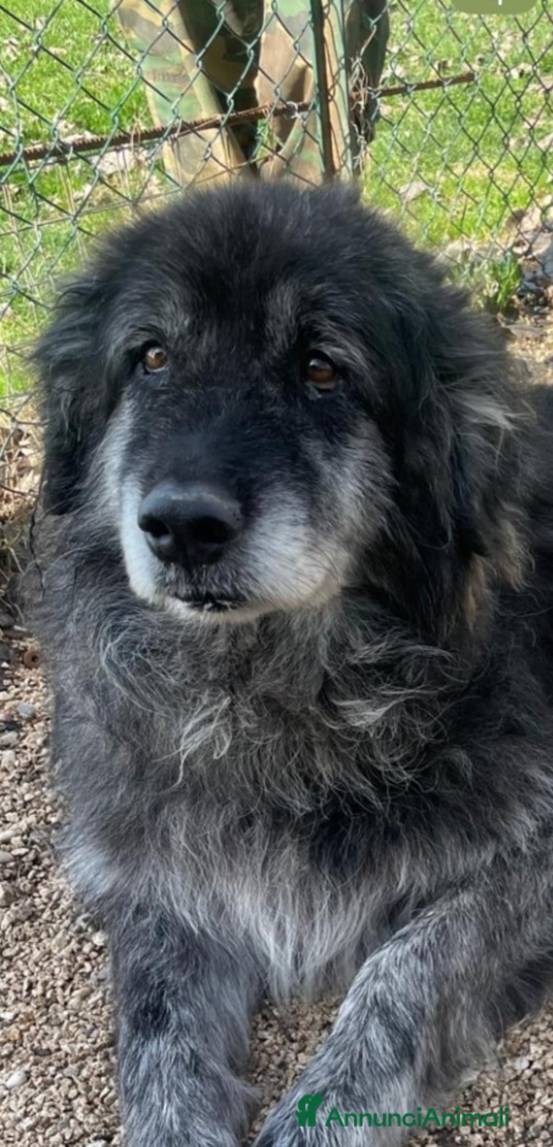 Meticcio cani in regalo: Yoghi 8/9anni TUTTI DI CANILE!!! OK GATTI.ROMA a Città metropolitana di Milano - Annuncio 1