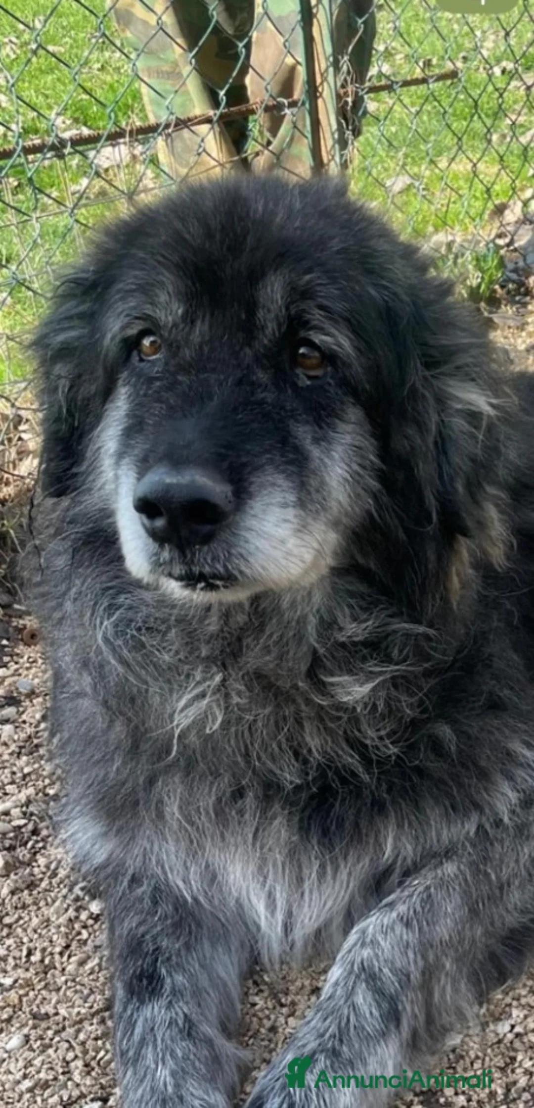 Meticcio cani in regalo: Yoghi 8/9anni TUTTI DI CANILE!!! OK GATTI.ROMA a Città metropolitana di Milano - Annuncio 1