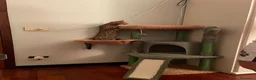Bengala gatti in vendita: Gatto bengala a Provincia di Varese - Annuncio 14